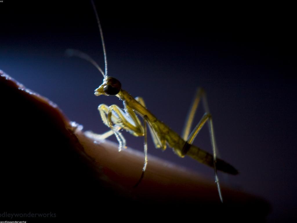 សំណួរប្តូរ: បច្ចេកវិទ្យា និងការប្រែប្រួល